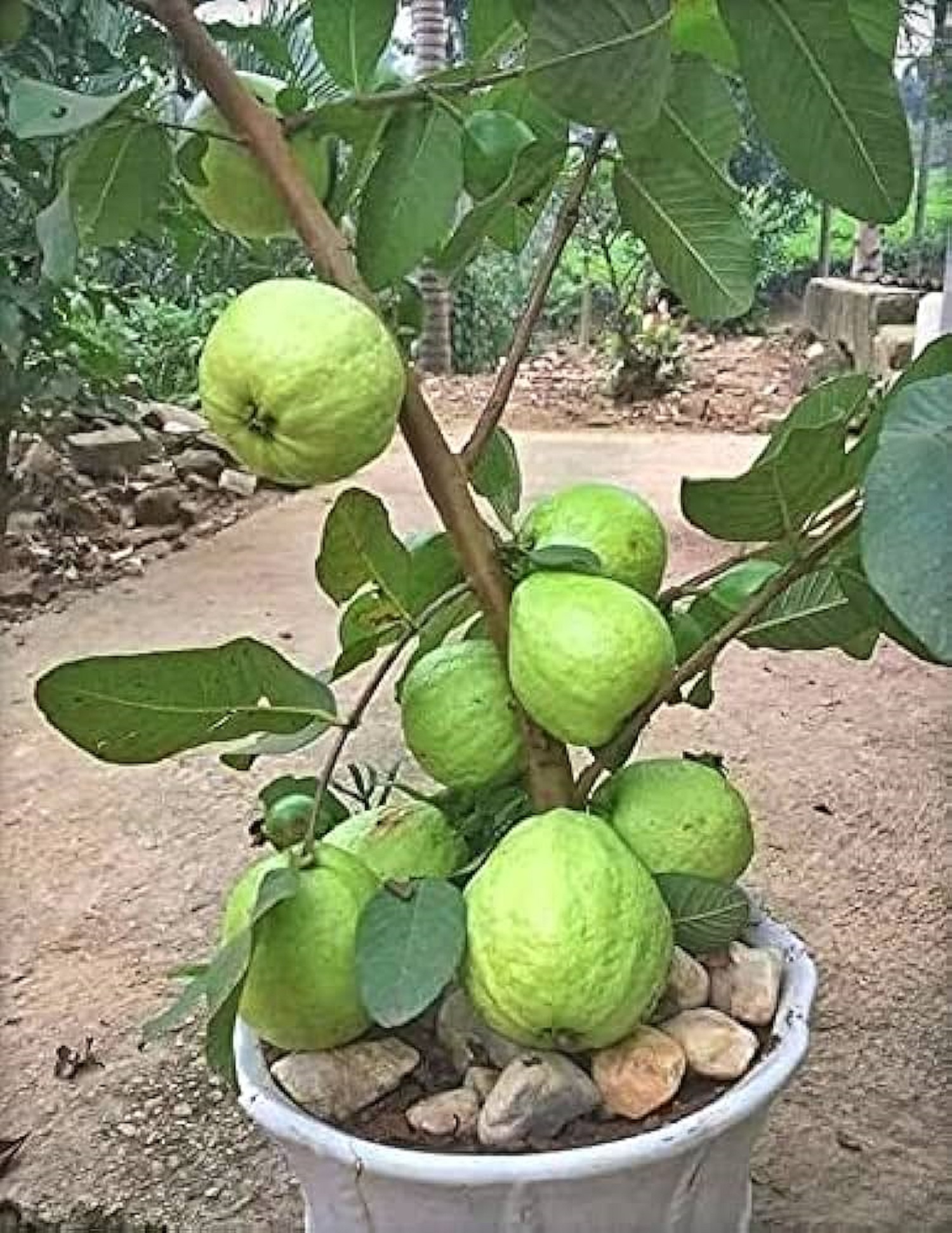 Allahabad Safeda Guava Plants